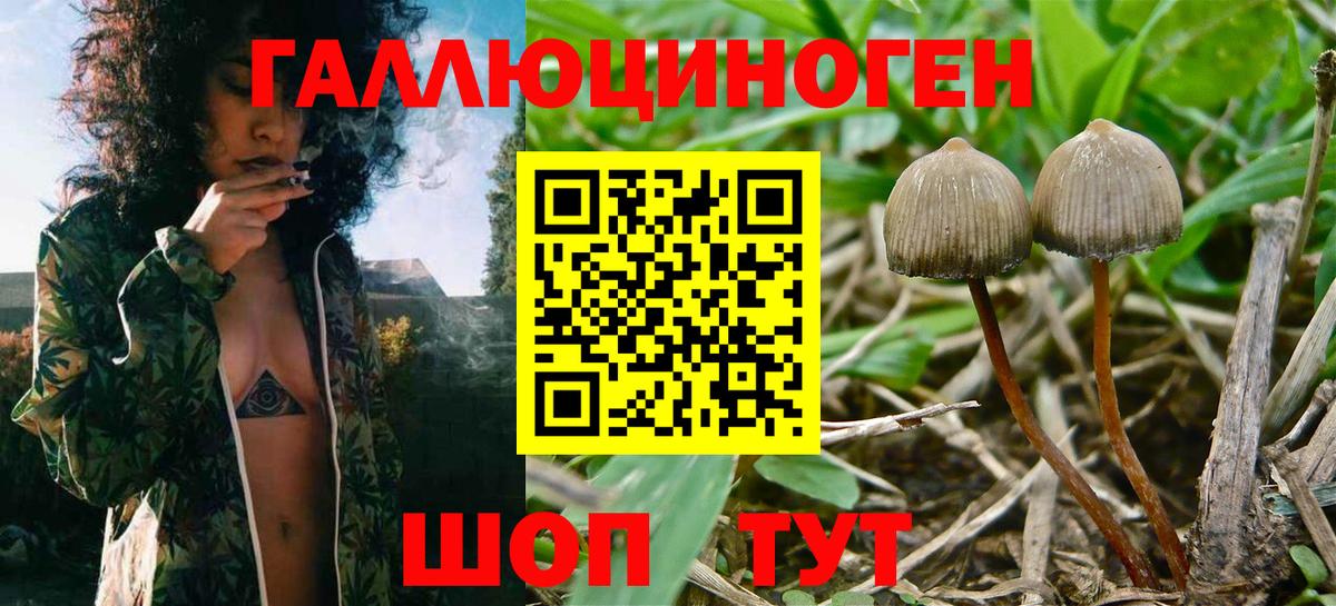 APVP Кудрово
